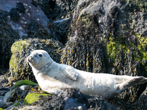 Take a surreal trip to visit the common seals – a photographers dream